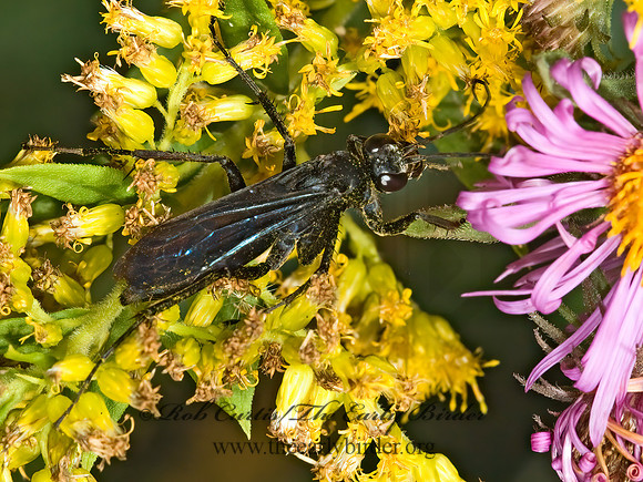 Anoplius lepidus atramentarius 5016142z