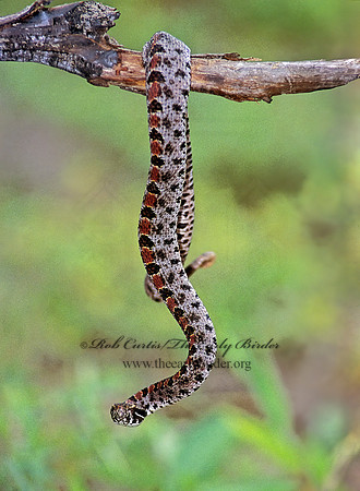 Sistrurus miliaris barbouri  PIGMY RATTLESNAKE 277205z