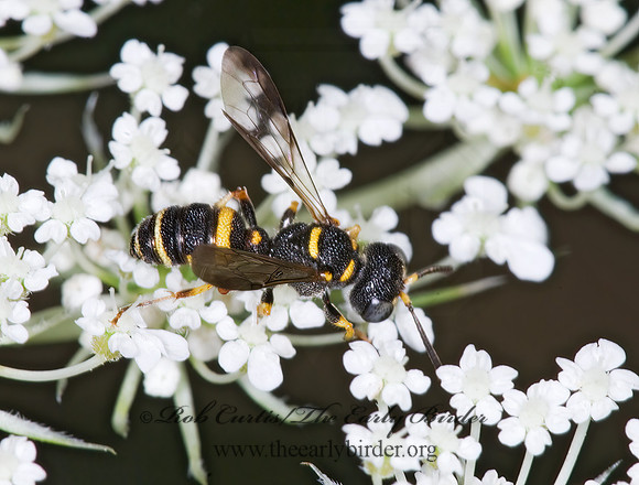 Cerceris kennicottii  WEEVIL WASP 6011344z