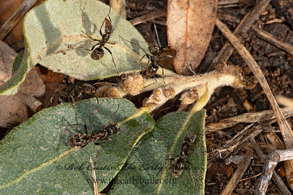 Liometopum apiculatum  VELVETY TREE ANT 3038692z