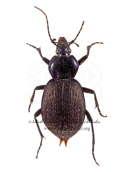 Sphaeroderus stenostomus lecontei  SNAIL-EATING BEETLE  9015948z