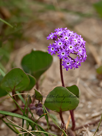 Abronia villosa  DESERT SAND VERBENA 8036677z