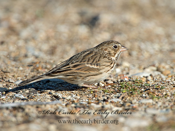 Pooecetes gramineus  VESPER SPARROW 9053814z