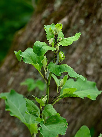 Arctium  BURDOCK 1303822-z