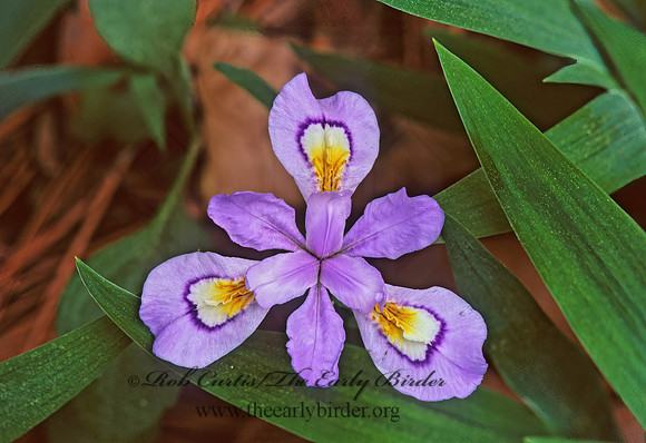 Iris cristataa  DWARF CRESTED IRIS 186518z