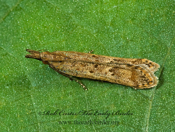 Dichomeris punctidiscella~ TWIRLER MOTH~ 5011784z
