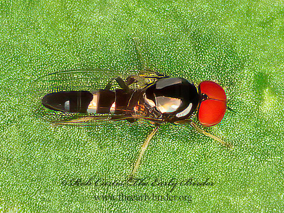 Bertamyia notata  FLAT-FOOTED FLY 9066566z
