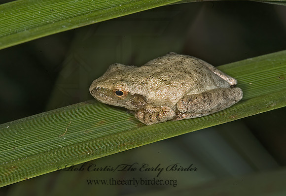 Pseudacris crucifer  SPRING PEEPER 5012888 z
