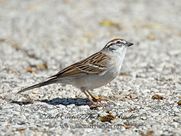 Spizella passerina  CHIPPING SPARROW 9021283z
