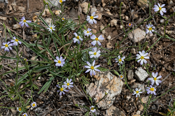 Chaetopappa asteroides  ARKANSAS LEASTDAISIE 3035387z