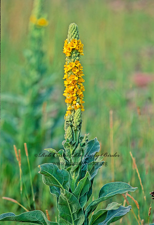 Verbascum thaspis  COMMON MULLEIN 211726z