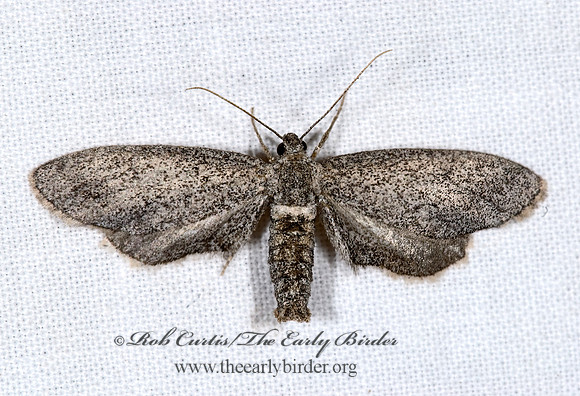 Glaucina~  BOARMIINI GEOMETER 6025164z