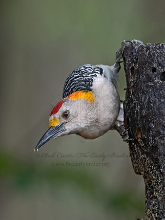 Melanerpes aurifrons  GOLDEN-FRONTED WOODPECKER 3030926z