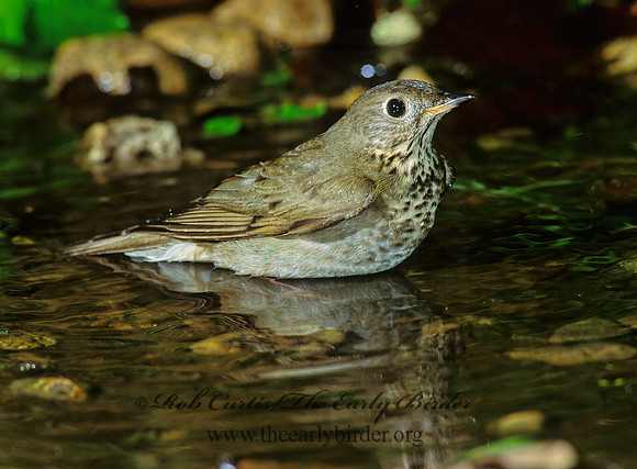 Catharus minimus  GRAY-CHEEKED THRUSH 191217z