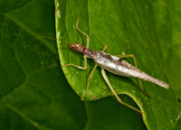 Neoxabea bipunctata  2-SPOTTED TREE CRICKET 5000844z