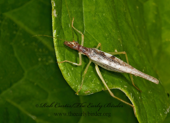 Neoxabea bipunctata  2-SPOTTED TREE CRICKET 5000844z