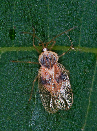 Gargaphia tiliae 6010335z