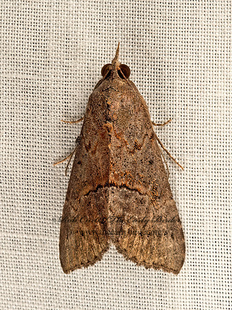 Hypena scabra  GREEN CLOVERWORM 9047970z