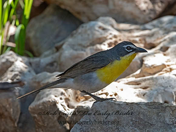 Icteria virens  YELLOW-BREASTED CHAT 3039859z