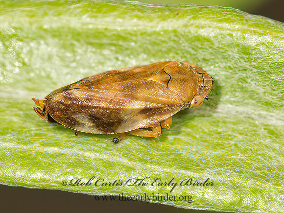 Philaenus spumarius  MEADOW SPITTLEBUG 9035967z