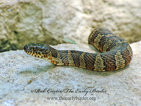 Nerodia  sipedon sipedon  NORTHERN WATER SNAKE 289404z