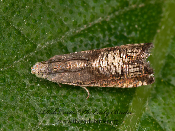 Ephippiphora angleseana  GRAPHILOTINI TORTRICID MOTH 3015374z
