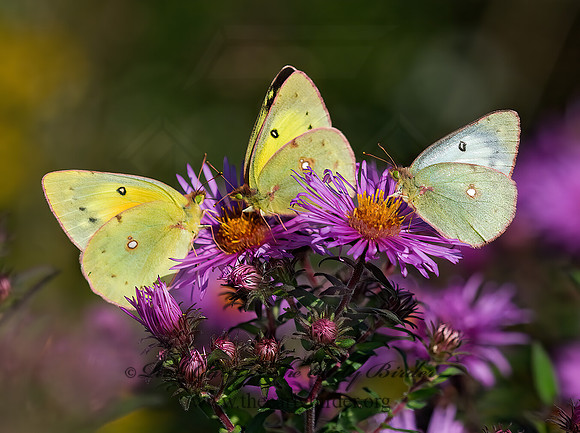 Colias philodice  CLOUDED SULPHUR 6015627z