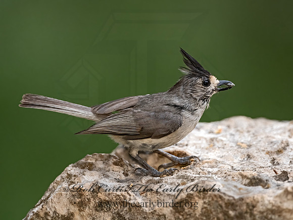 Baeolophus atricristatus  BLACK-CRESTED TITMOUSE 3035509z