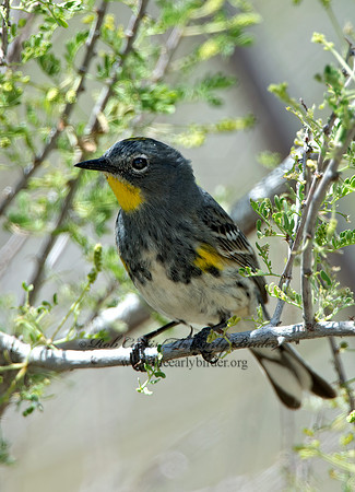 Setophaga coronata auduboni  AUDUBON'S WARBLER  9056723z