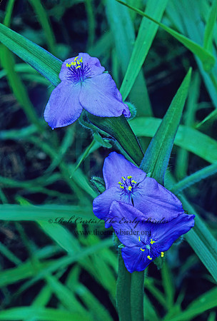 Tradescantia occidentalis~  PRAIRIE SPIDERWORT 168814z