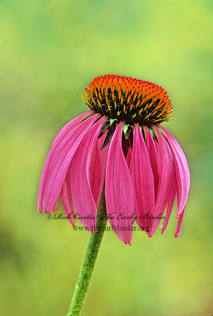 Echinacea sanguinea  PURPLE CONEFLOWER 263218z