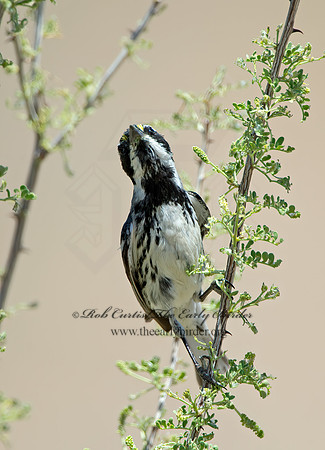 Setophaga nigrescens  BLACK-THROATED GRAY WARBLER 9056507z