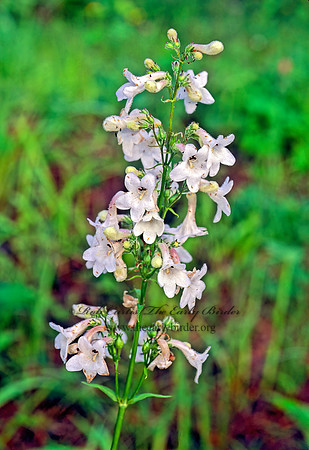 Penstemon tubaeflorus  WHITE WAND BEARDTONGUE 170919z