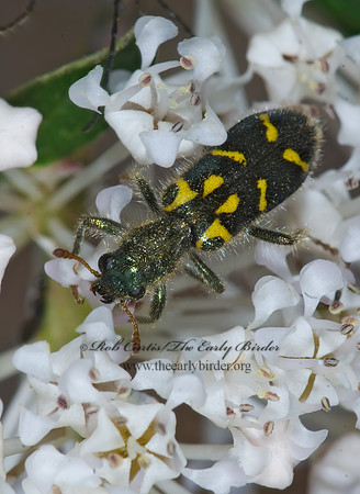 Trichodes ornatus ORNATE CHECKERED BEETLE 7010200z