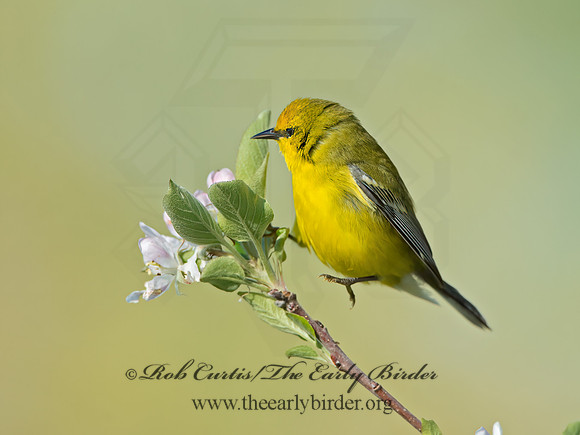 Vermivora cyanoptera  BLUE-WINGED WARBLER 9029652z