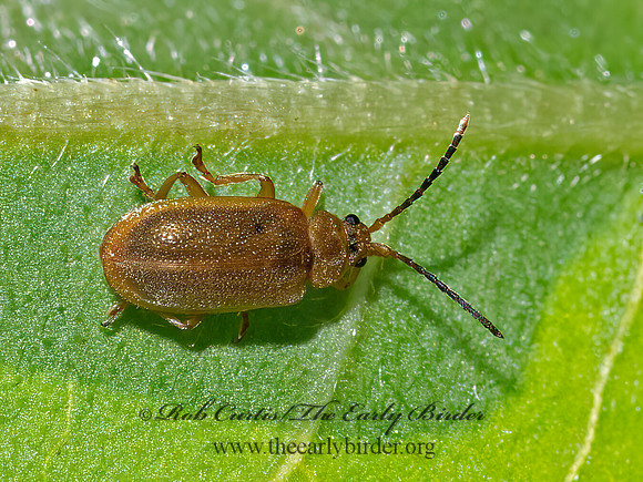Neogalerucella  SKELETONIZING LEAF BEETLE 3022355z