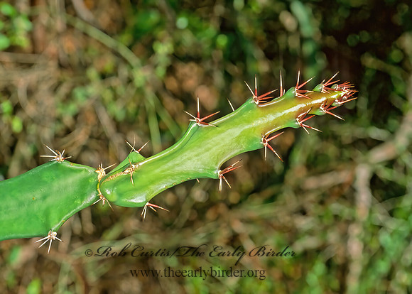 Epiphyllum phyllanthus  CLIMBING CACTUS 260406z