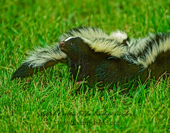 Mephistis mephistis  STRIPED SKUNK 28735z