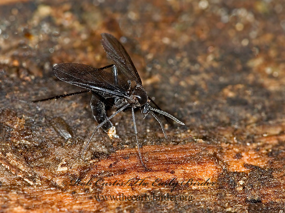 Symmerus  FUNGUS GNAT 6007713,1