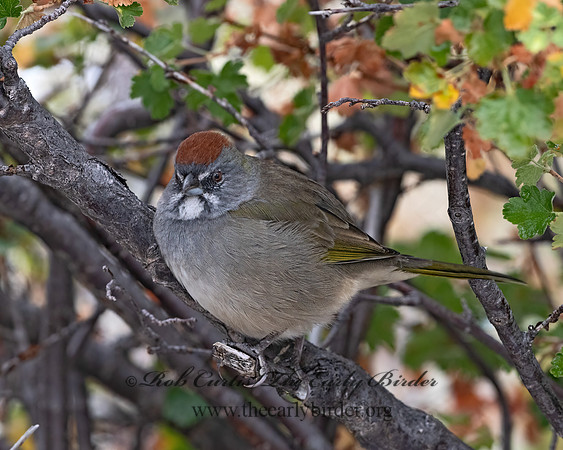 Pipilo chlorurus  GREEN-TAILED TOWHEE 3025501z