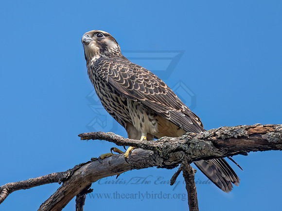 Falco peregrinus PEREGRINE FALCON 3046891z