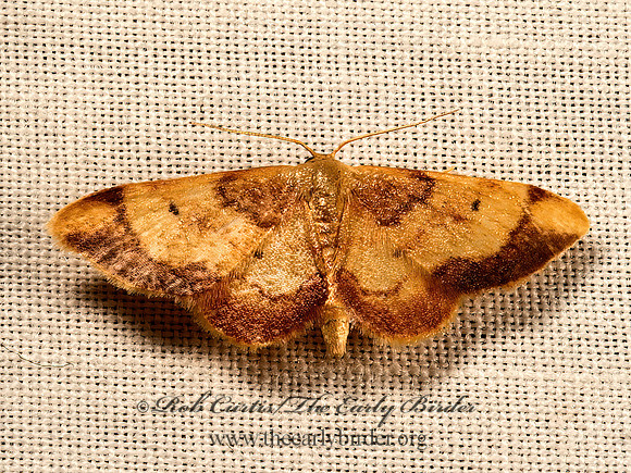 Idaea demissaria  BORDERED WAVE MOTH 9052021z