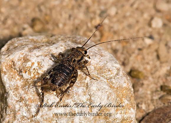Allonemobius maculatus SPOTTED GROUND CRICKET 8016721 z