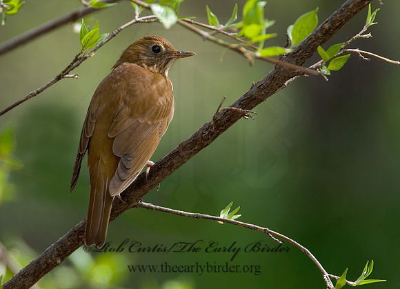 Catharus fuscescens  VEERY 6003905z