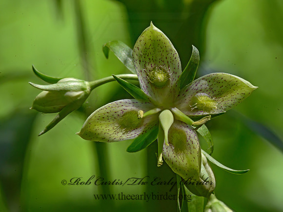 Frasera caroliniensis  AMERICAN COLUMBO 3021204z