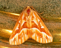 Caripeta piniata NORTHERN PINE LOOPER MOTH 244011z