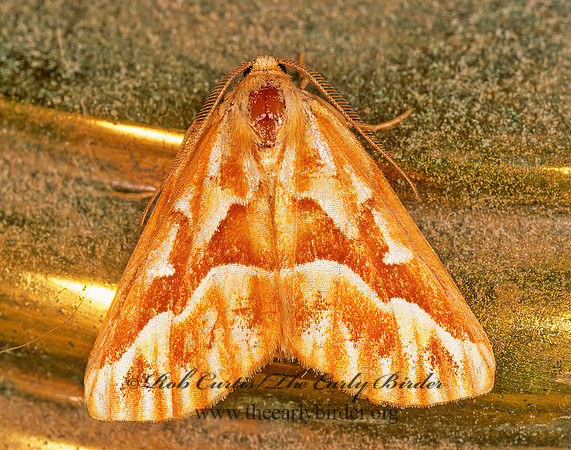 Caripeta piniata NORTHERN PINE LOOPER MOTH 244011z