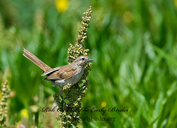 Aimophila ruficeps  RUFOUS-CROWNED SPARROW  7008449z