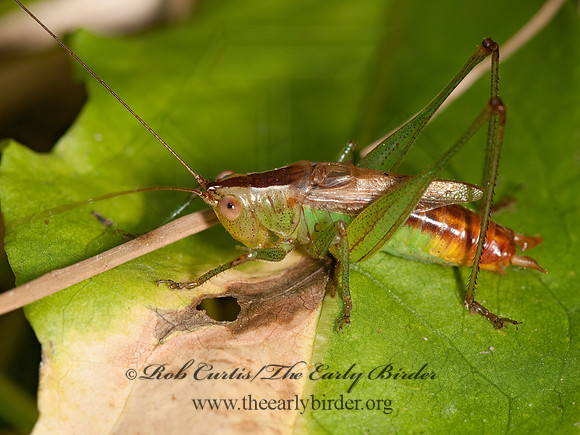 Conocephalus brevipennis  SHORT-WINGED MEADOW KATYDID 3014775z