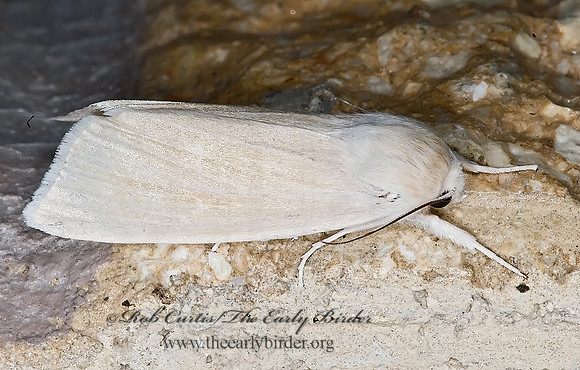 Acronicta insularis CATTAIL CATERPILLAR MOTH 7003104z